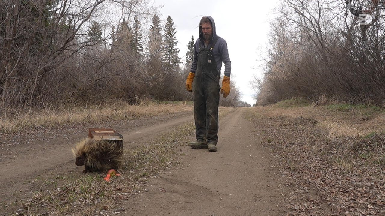 humanely trapping and relocating a porcupine