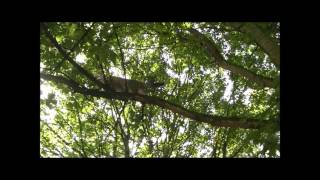 Mijn Film Besie Climb In The Trees