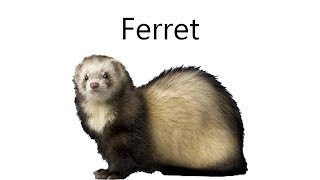 Bootleg Stocktales: Ferret
inspired by sr pelos stocktales
So yeah Im in college now so expect even less uploads. Ill upload when I get ideas though. Bootleg Stocktales: Ferret
