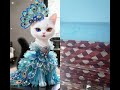 cat main tumko bahut pyar karta hun l beautiful cat 🐈 #funny #cat #rameshuttam