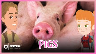 Pig Videos For Kids | Pigs Facts For Toddlers | Animals For Children | Sprogz