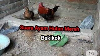 Suara Ayam Hutan Merah Bekikok