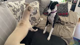 My whippet girl Phoenix is on heat, my other female whippet got excited