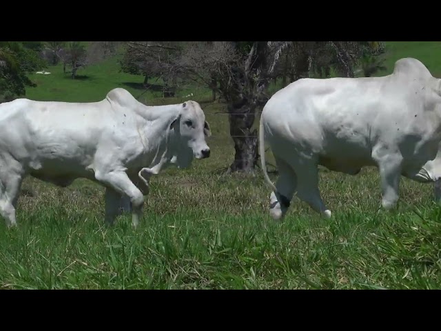 lote 48   wym 734 868 1080p