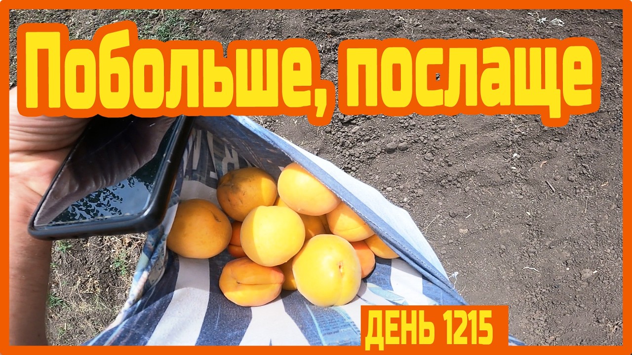 Покосил траву. В уликах пусто. 1.700 кг за пол дня. Вернулся на базу. Пытаюсь работать — День 1215