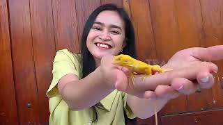 Iguana Si Garang Doyan Sayuran | SI OTAN (01/12/22)