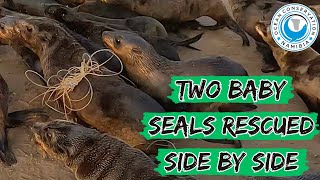 Two Baby Seals Rescued Side By Side