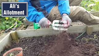 How to improve heavy clay soil | allotment growing shokher bagan