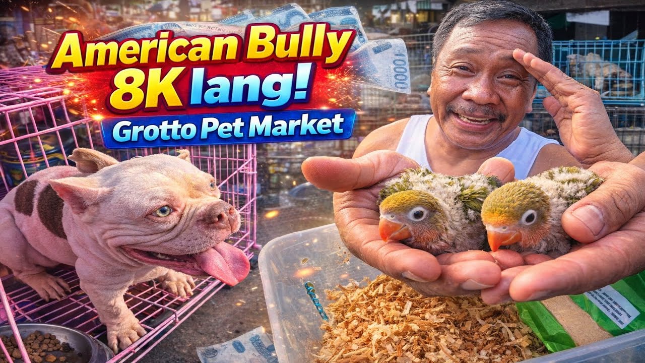 SULIT AMERICAN BULLY 8K LANG! Grotto Pet Market Dogs, Cats and Birds