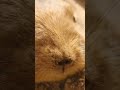 やさしさ ぬくもり 息づかい なグンディ Short ver. ( 埼玉県こども動物自然公園 2023. 01 ) Song by 清水孝宏【アイノウタ】