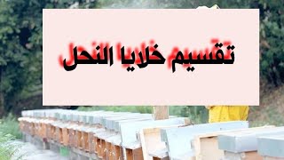 تربية النحل: تقسيم خلية النحل التقسيم التجاري