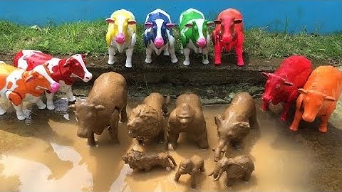 MENEMUKAN SAPI LUCU SAPI WARNA WARNI SAPI MOO SAPI JOGET SAPI KARTUN SAPI JUMBO COW