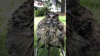 Eagle owl poofs up 3 times bigger than actual size