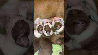 Boston Terrier Puppies Nursing On Mommas Milk  Boston Terrier Puppy Love #puppy #puppylife