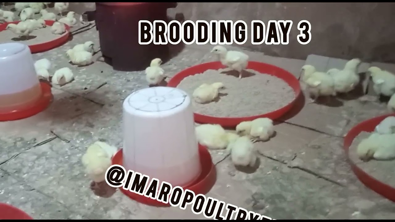 Importance of Antibiotics and Multivitamin in chicks Brooding