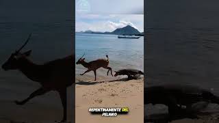 Can a Deer Escape Two Komodo Dragons in the Water? 🦎