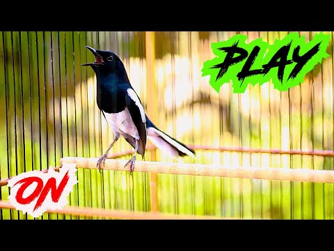 KACER NGEPLAY BIKIN KACER LAIN CEPAT GACOR