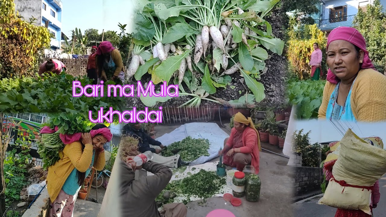 Gharma Ma Mula Leyra Yeti Ramailo Sanga Sinki Pani Banaiyou//SinkiBanauni BelaMaGham Nalagera Hairan