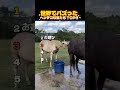 【爆笑】絶対に笑ってはいけない馬ランキングTOP5 #shorts