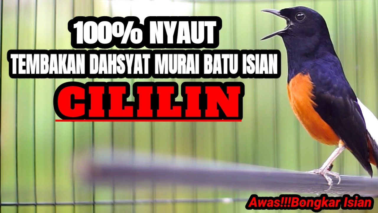 TEMBAKAN DAHSYAT MURAI BATU ISIAN CILILIN INI BIKIN EMOSI LANGSUNG NYAUT