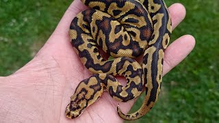 Unboxing Spotnose clown ball python
