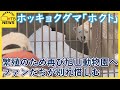 ホッキョクグマの「ホクト」 繁殖のため円山動物園から再び旭山動物園へ ファンから別れ惜しむ声