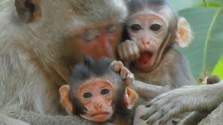 Incredible Scene! nice clip video monkey baby Marley watches newborn baby Vega with her hospitality