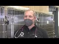 Pet adoptions surge in pandemic