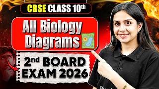 All Biology Diagrams | 2nd Board Exam 2026 | CBSE Class 10💥#CBSE