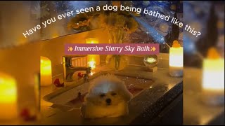 😍😍🐈🛀Have you ever seen a dog being bathed like this?🥰🥰 by Qiu Share - cute & funny animals 351 views 3 months ago 2 minutes, 37 seconds