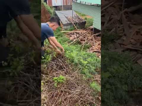 Video Chia sẻ về gỗ xoan | Sơn Sập Gỗ #shorts - youtube