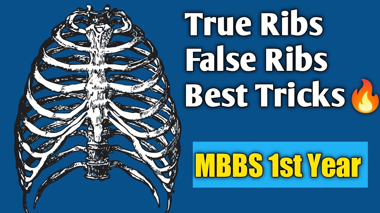 Best Tricks & Concept For True Ribs False Ribs & Floating Ribs For CEE