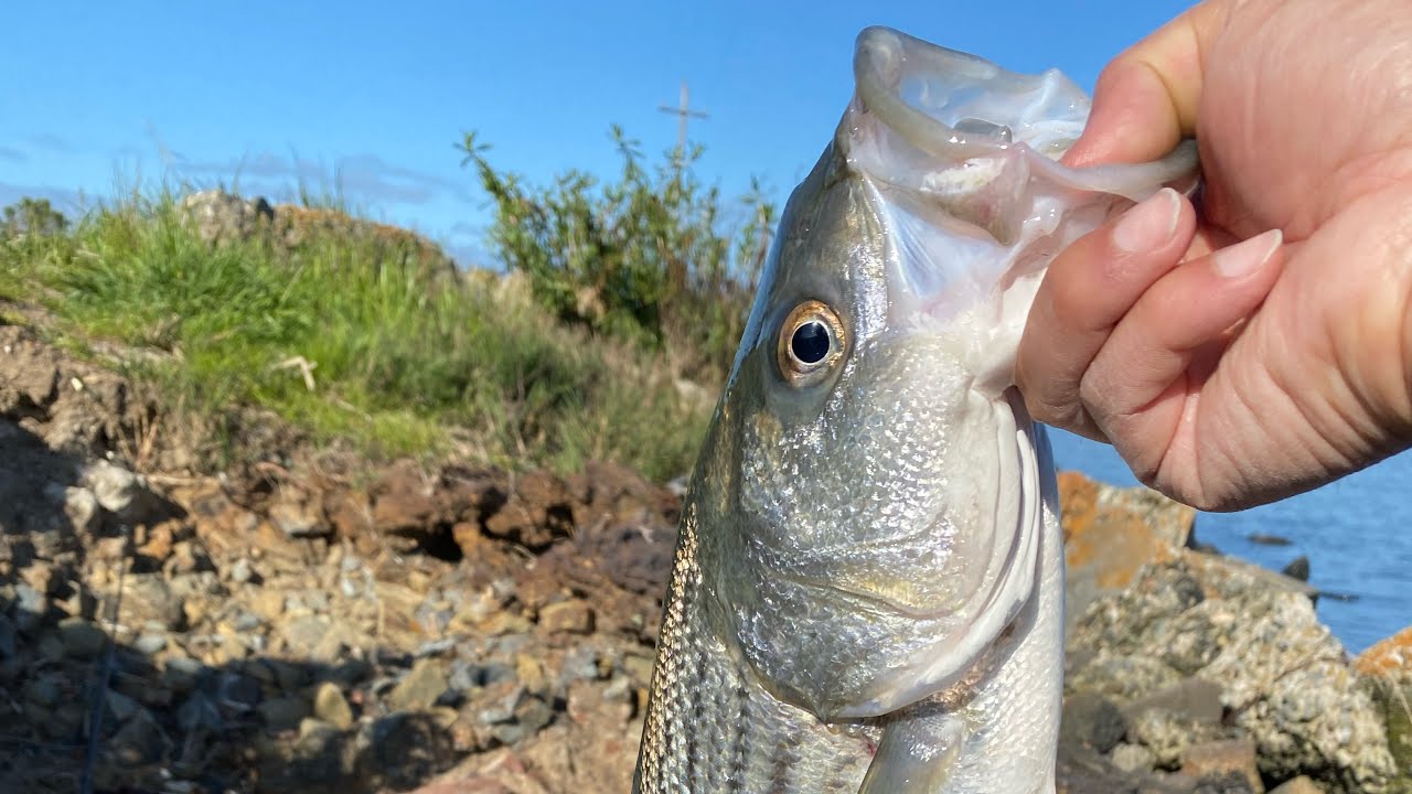 Striped Bass Fishing SF Bay Area stripedbass fishing sfbayarea 