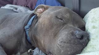 Avi snoring