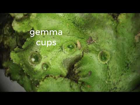 Video: Liverwort ædel - Almindelig Coppice