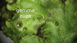 Famous Plants Lab 1 video C, Liverworts Profile