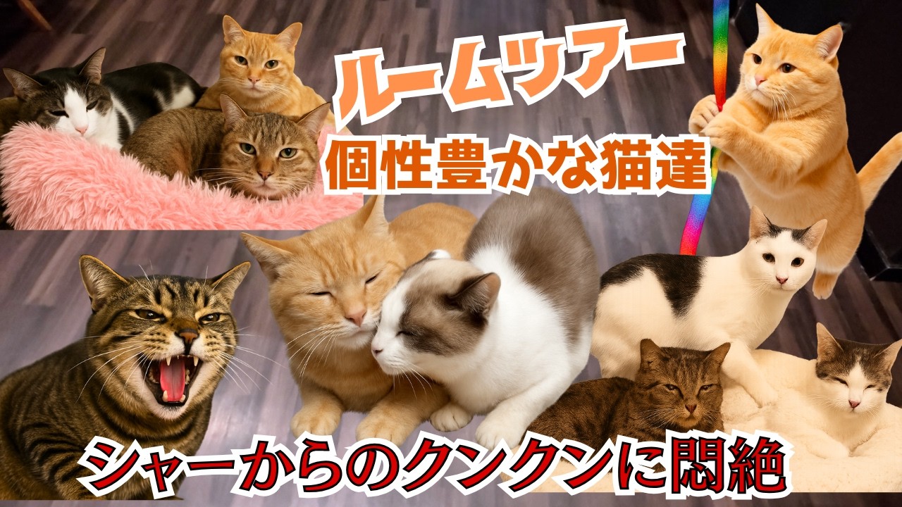 【ルームツアー】推し猫が見つかるお店逃げちゃう子がおもちゃで豹変？個性豊かな保護猫に癒される（保護猫カフェcalm）豊中市Rescue Cat Cafe Room Tour