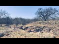 Hangin Tree Cowdogs gathering cattle in brushy country