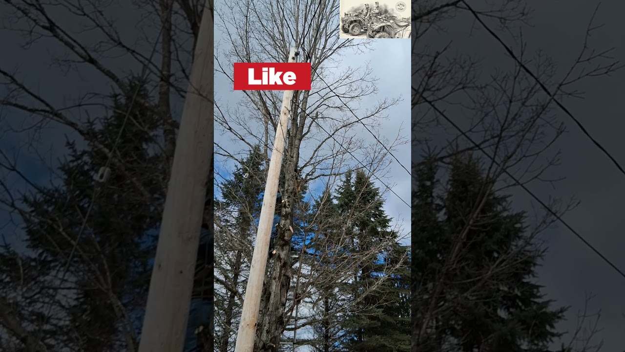 where did you go? #trimming #treeservice