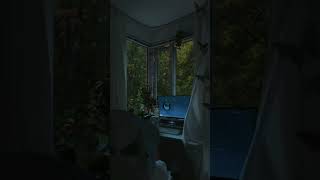 Rainy Day Ambience 🌧️ Cozy Room with Window Rain & Nature Sounds for Sleep, Study and Relaxation