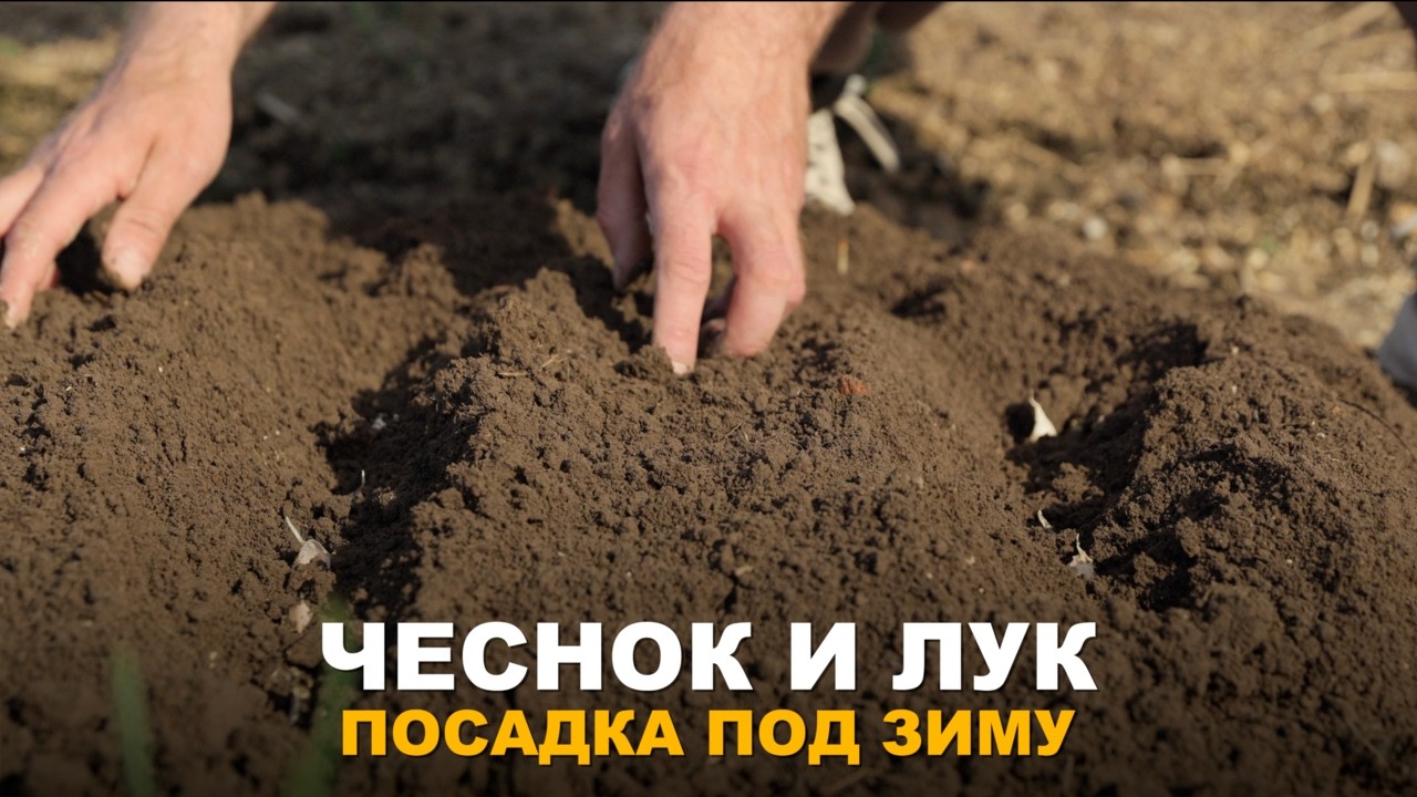 ПОСАДКА ПОД ЗИМУ. СЕКРЕТЫ ЗДОРОВОГО УРОЖАЯ. Озимый чесн… — Transcript