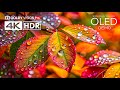 Vibrant HDR 4K 120FPS Dolby Vision Video🎥