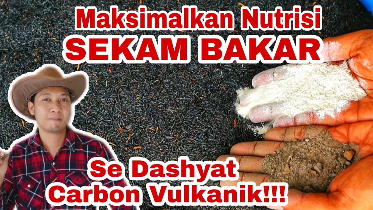 Cara Memperkuat nutrisi arang sekam sampai 100x lebih kuat!!!