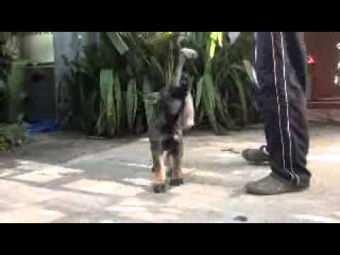 IRON CWD schutzhund commands