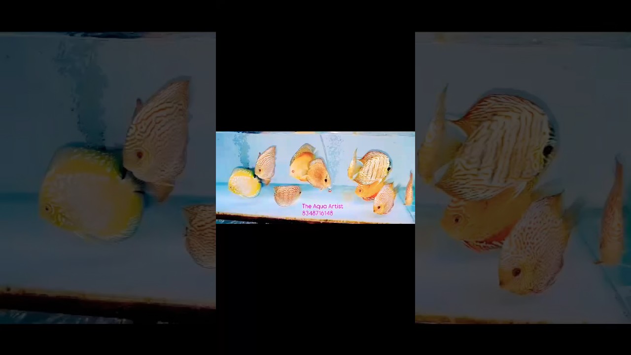 So many pieces imported discus available in big size 🐟 