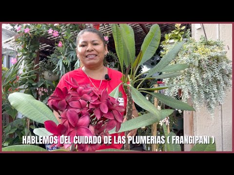Video: Frangipani que no florece - Qué hacer cuando el Fragipani no florece