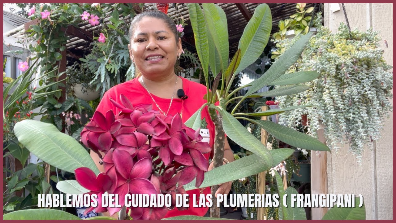 Давайте поговорим об уходе за плюмерией (франжипани)