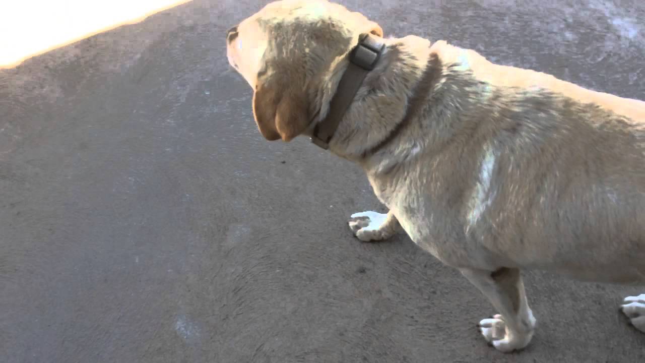 Dogs got the sniffles YouTube