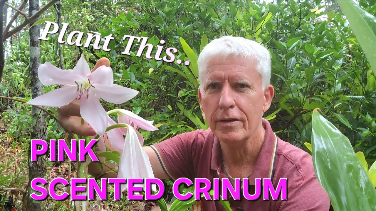 Pink Scented Crinum is worth growing