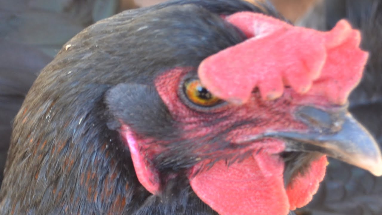 Egg Eating Hen! YouTube